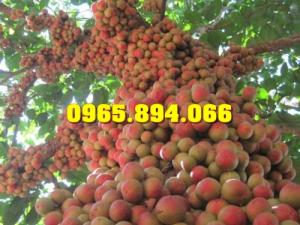 Giống cây Dâu Da Đất, Cây Bòn Bon, Cây Dâu Da, Bòn Bon Giống
