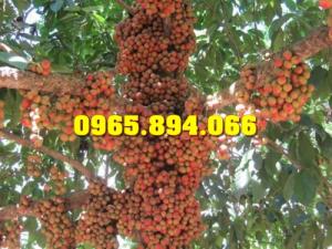 Giống cây Dâu Da Đất, Cây Bòn Bon, Cây Dâu Da, Bòn Bon Giống