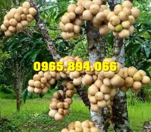 Giống cây Dâu Da Đất, Cây Bòn Bon, Cây Dâu Da, Bòn Bon Giống