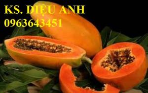Địa chỉ cung cấp cây giống, hạt giống đu đủ hồng phi Đài Loan