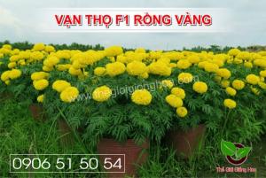 Hạt Giống Vạn Thọ Rồng Vàng