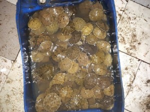 Bán cua đinh giống, mua cua đinh thịt