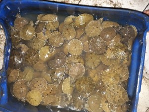 Bán cua đinh giống, mua cua đinh thịt