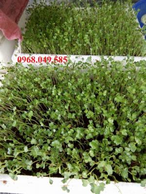 Cung cấp Rau Mầm