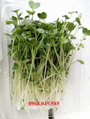 Cung cấp Rau Mầm