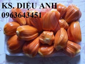 Địa chỉ cung cấp cây giống mít ruột đỏ, mít múi đỏ, mít sơ đỏ chuẩn giống, uy tín, chất lượng