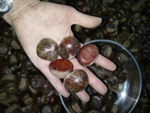 Hạt dẻ về