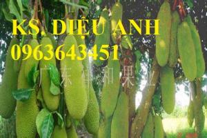 Địa chỉ bán cây giống Mít trái dài Đài Loan, Mít Malaysia, mít Mã Lai