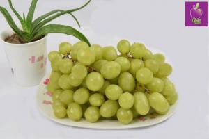 Bho xanh không hạt Mỹ tại Klever Fruits