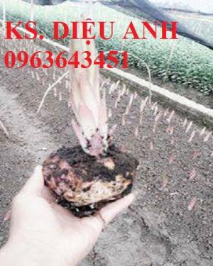 Địa chỉ cung cấp củ giống hoa ly, củ giống hoa ly cao thơm, củ giống hoa ly lùn chuẩn, uy tín