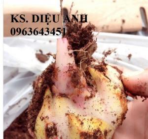 Địa chỉ cung cấp củ giống hoa ly, củ giống hoa ly cao thơm, củ giống hoa ly lùn chuẩn, uy tín