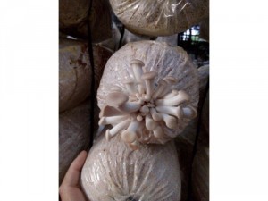 Phôi nấm bào ngư