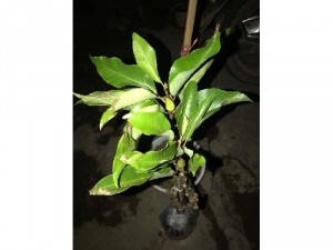 Hoa mộc lan cam