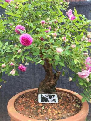Bonsai hoa hồng Aunt Margy