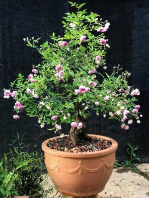 Bonsai hoa hồng Aunt Margy