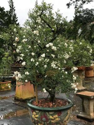Bonsai hoa hồng bạch trà