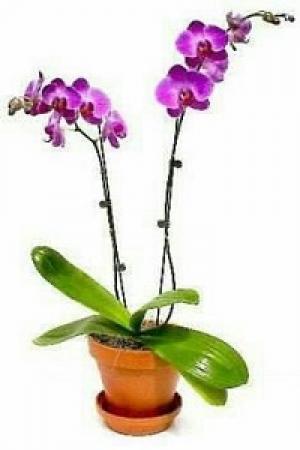 Hoa Lan Hồ Điệp