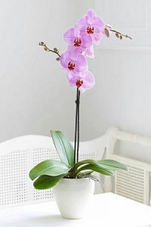 Hoa Lan Hồ Điệp