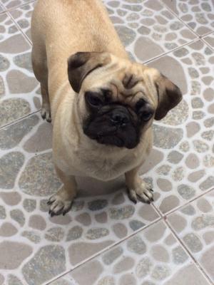 Chó Pug cái tơ 13 tháng tuổi.