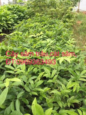 giống cây cát sâm