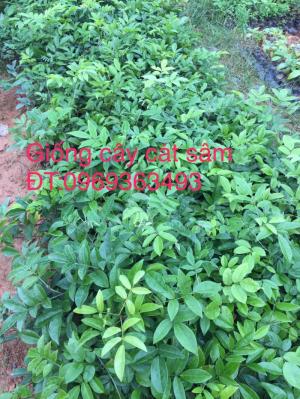 giống cây sâm trâu