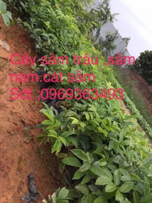 cây sâm trâu