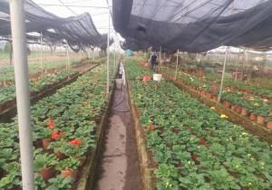 Cây giống hoa đồng tiền phục vụ Tết nguyên đán