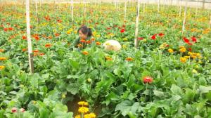 Cây giống hoa đồng tiền phục vụ Tết nguyên đán