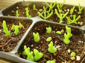 Hạt giống cây tai thỏ