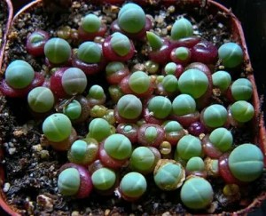 Hạt giống cây tai thỏ