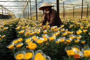 Nhận gửi cây trang trí, cậy hoa dã, đèn trang trí, xây dựng