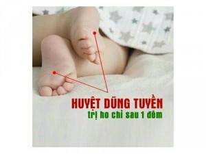 Tinh dầu Tràm Hoa Nén - tinh dầu trị ho
