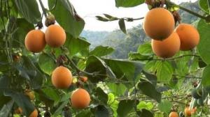 Cung cấp giống chanh leo ngọt Colombia