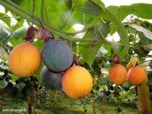 Cung cấp giống chanh leo ngọt Colombia