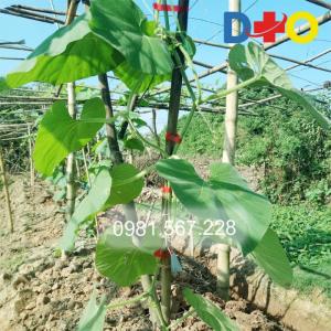 CỐ ĐỊNH GIÀN BÍ