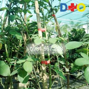 SỬ DỤNG CHO HOA HỒNG