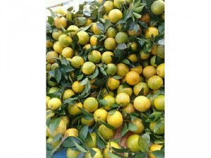Cam vinh cam sạch