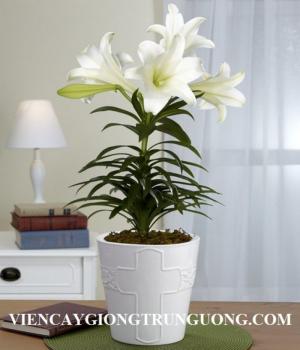 Chuyên cung cấp sỉ, lẻ củ hoa lily lùn, giá cả cạnh tranh, cam kết chất lượng, số lượng lớn, giao hàng toàn quốc
