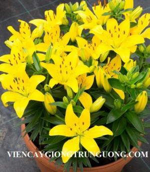 Chuyên cung cấp sỉ, lẻ củ hoa lily lùn, giá cả cạnh tranh, cam kết chất lượng, số lượng lớn, giao hàng toàn quốc