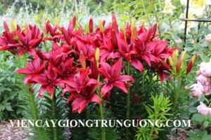 Chuyên cung cấp sỉ, lẻ củ hoa lily lùn, giá cả cạnh tranh, cam kết chất lượng, số lượng lớn, giao hàng toàn quốc