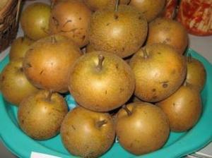 Cung cấp giống cây lê, lê nâu, mắc cọp, cây lê vàng số lượng lớn