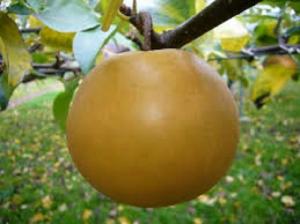 Cung cấp giống cây lê, lê nâu, mắc cọp, cây lê vàng số lượng lớn