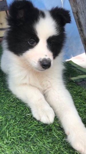 Bán em border collie bò sữa cái thuần chủng