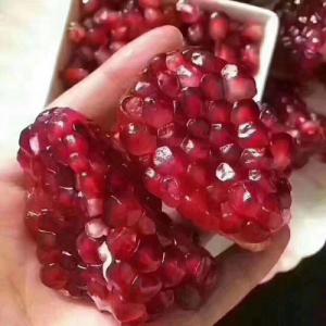 Cung cấp cây giống lựu đỏ lùn ấn độ