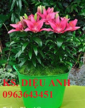Kĩ thuật trồng và chăm sóc hoa ly lùn, địa chỉ cung cấp củ giống hoa ly lùn, ly lùn không thơm chuẩn, uy tín