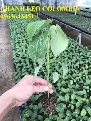 Chuyên cung cấp cây giống nhập khẩu: chanh dây Colombia