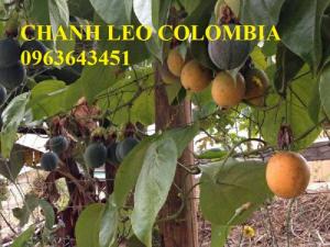 Chuyên cung cấp cây giống nhập khẩu: chanh dây Colombia