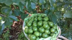 Cung cấp các loại giống cây ăn quả, giống cây bơ sáp số lượng lớn