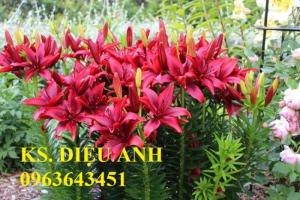 Chuyên sỉ, lẻ củ giống hoa, hoa thương phẩm: Ly lùn, ly lùn không thơm, chuẩn, uy tín, giao hàng toàn quốc