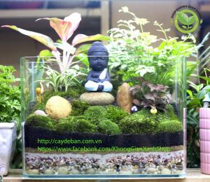 Terrarium-Phong thủy Phật thiền